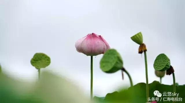 池上秋又来，荷花半成子，仁寿最美秋日荷塘