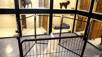 爱狗如命的女孩是什么心理,爱狗如命的女主角