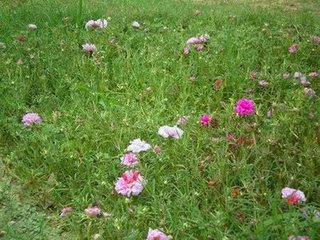 用什么方法治湿疹不再犯,治湿疹天然方法