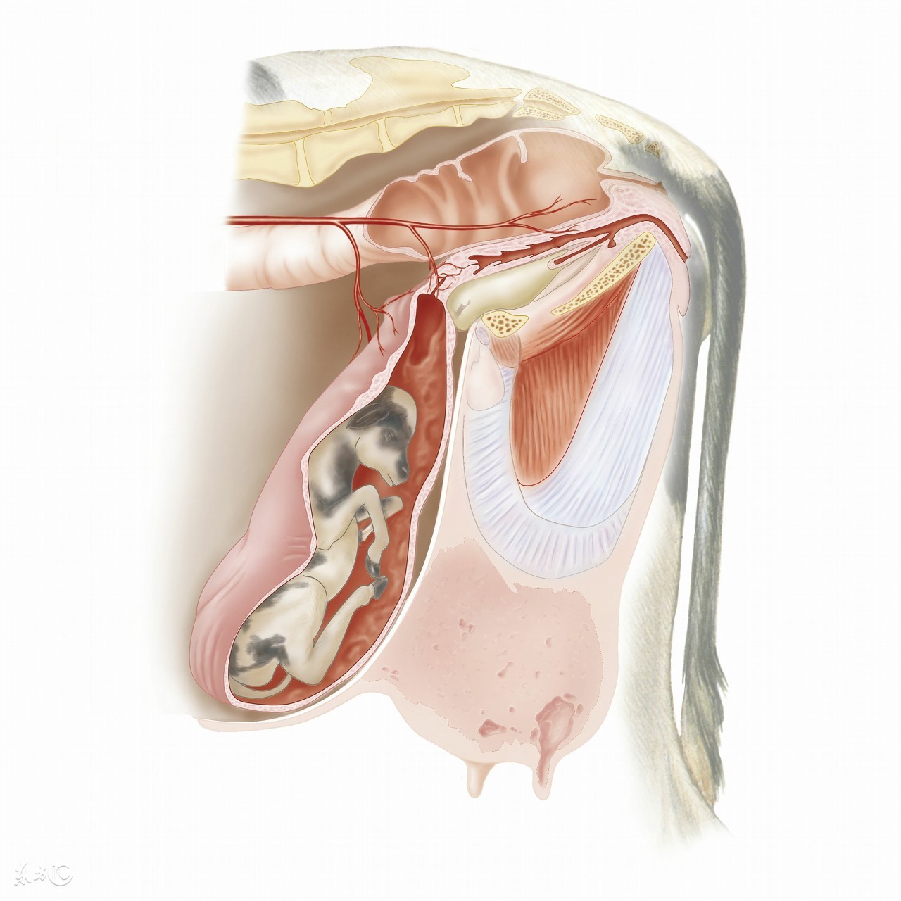 执业兽医考试分析（十三）兽医产科学2
