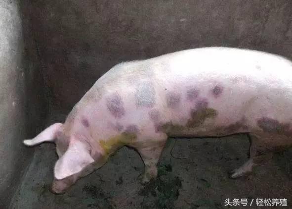 每种细菌性疾病都有一款特效药专克它，这篇文章讲全了