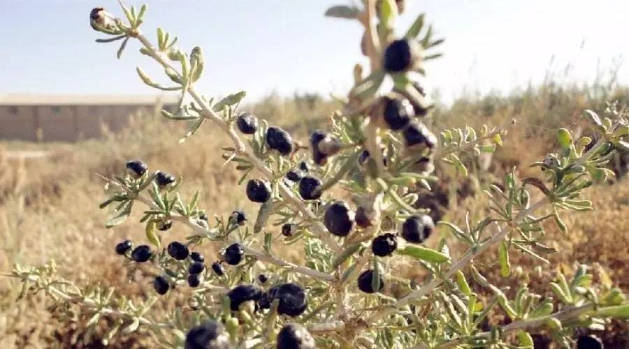 对于黑枸杞你真的了解吗,关于黑枸杞的8大误区