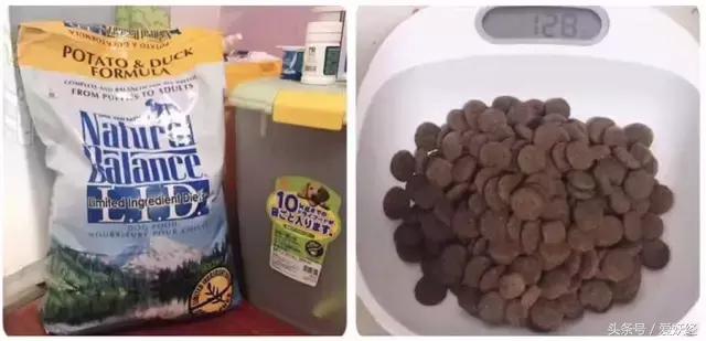 Todayis七夕，这盆狗粮爱妖经替你验过，放心吃吧