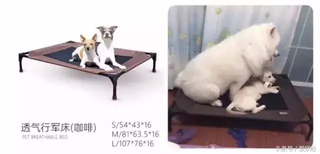 Todayis七夕，这盆狗粮爱妖经替你验过，放心吃吧