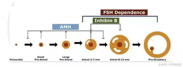 为什么医生不建议查amh值,为什么医生要做amh检查