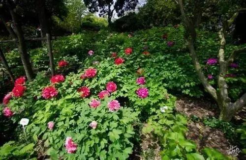 南岸区适合游玩的乡村,南岸乡村旅游