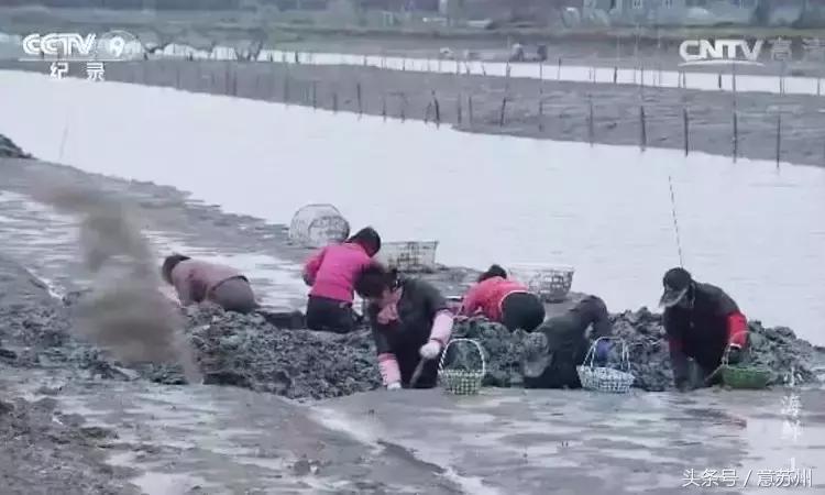 舌尖上的中国之麻辣小海鲜,舌尖上的中国小海鲜