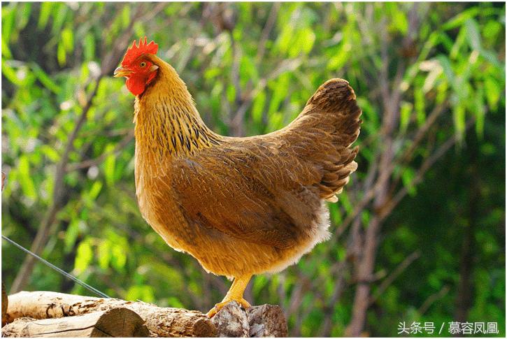 崇仁麻鸡为什么那么有名气,崇仁麻鸡有多漂亮