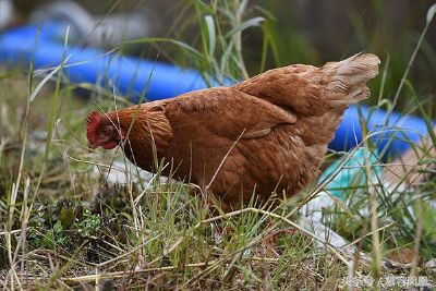 崇仁麻鸡为什么那么有名气,崇仁麻鸡有多漂亮
