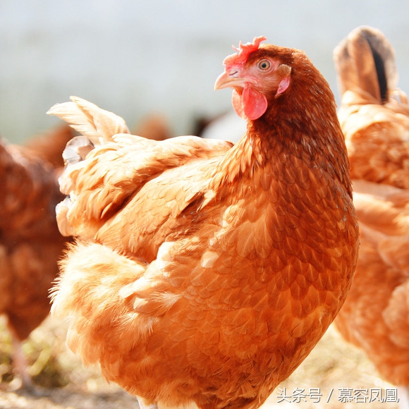 崇仁麻鸡为什么那么有名气,崇仁麻鸡有多漂亮