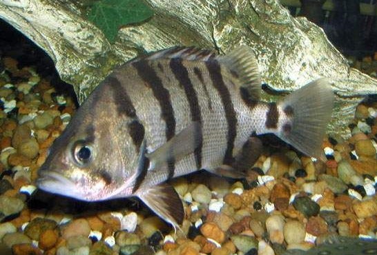 虎鱼到底好不好吃,虎鱼好养吗