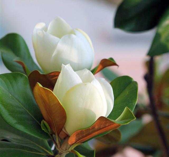 农村门前种了这六种旺财树,院子里种什么树风水好又辟邪