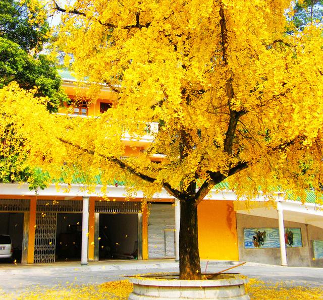 农村门前种了这六种旺财树,院子里种什么树风水好又辟邪