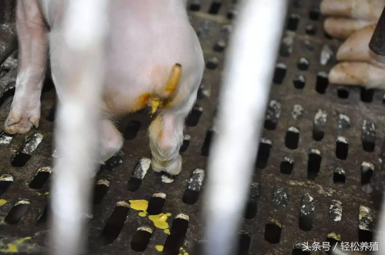 每种细菌性疾病都有一款特效药专克它，这篇文章讲全了