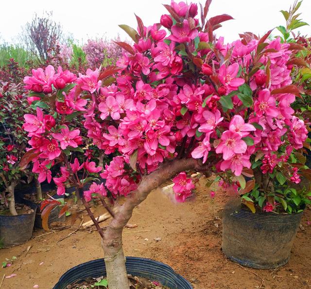 农村门前种了这六种旺财树,院子里种什么树风水好又辟邪