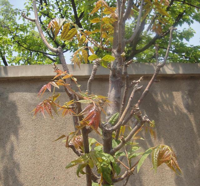 农村门前种了这六种旺财树,院子里种什么树风水好又辟邪