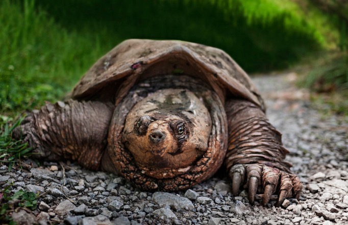 小鳄龟苗怎样养绿毛鳄龟,如何养好鳄龟让鳄龟更凶狠