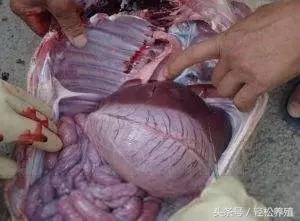 每种细菌性疾病都有一款特效药专克它，这篇文章讲全了