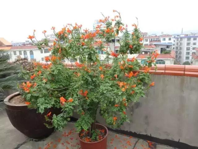 凌霄盆景如何养护,凌霄盆栽植物