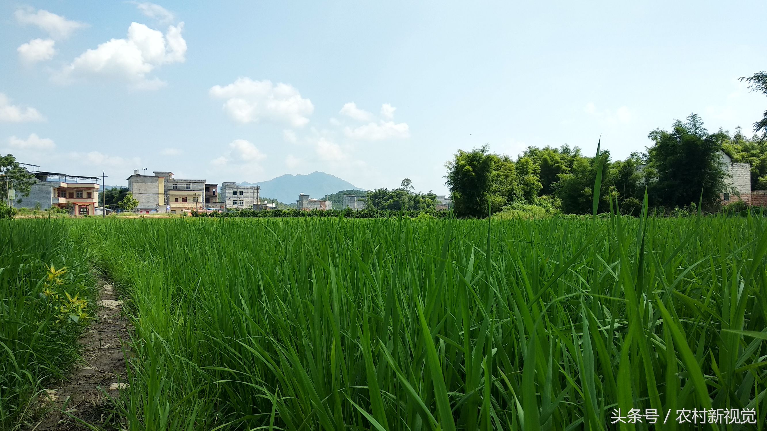 小米5x处理器,小米5x用什么测性能