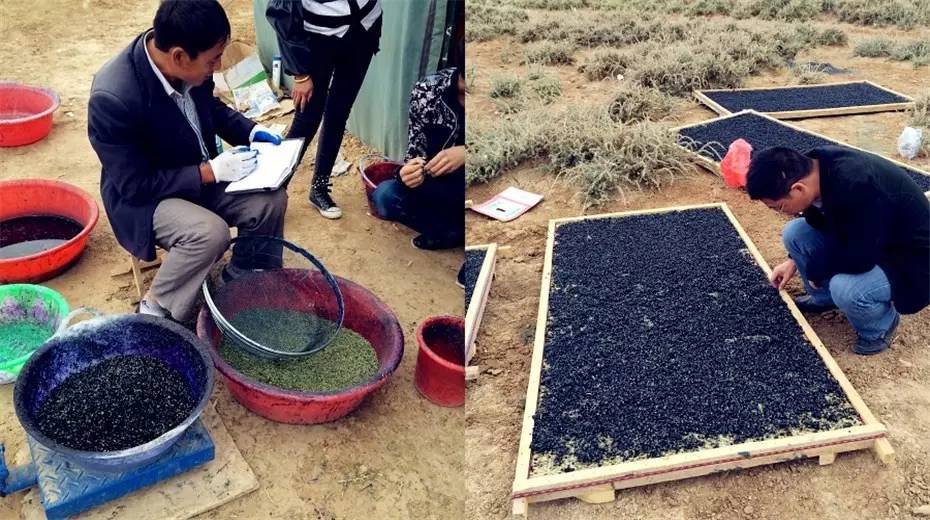 对于黑枸杞你真的了解吗,关于黑枸杞的8大误区