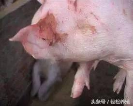 每种细菌性疾病都有一款特效药专克它，这篇文章讲全了