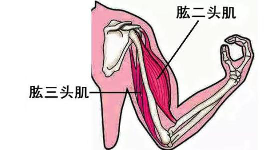 健身新手练胳膊线条,30分钟有氧健身操瘦大肚腩粗手臂