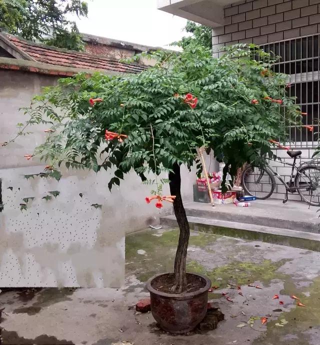 凌霄盆景如何养护,凌霄盆栽植物