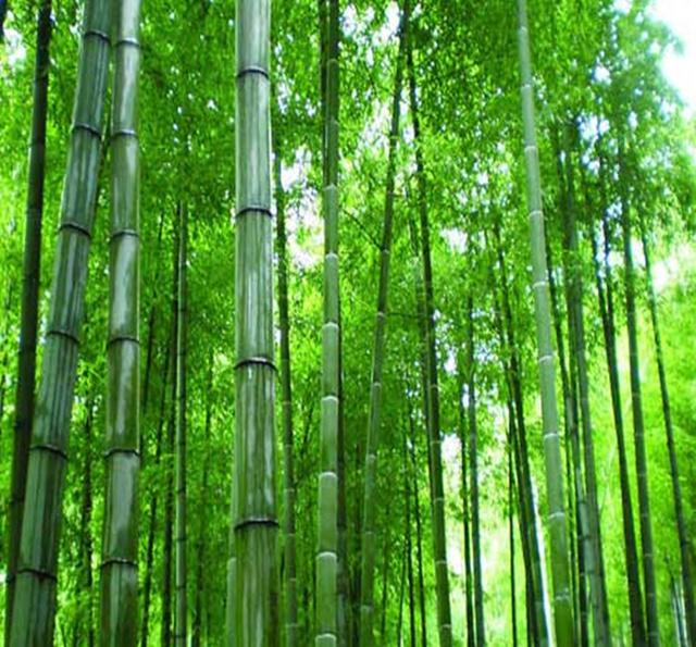 农村门前种了这六种旺财树,院子里种什么树风水好又辟邪