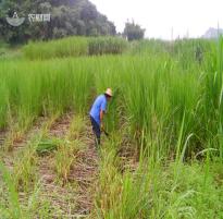广东十大名牌美食节,广东美食推介活动
