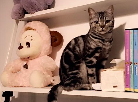 铲屎官你们都怎么养喵？你以为最好养几只喵？