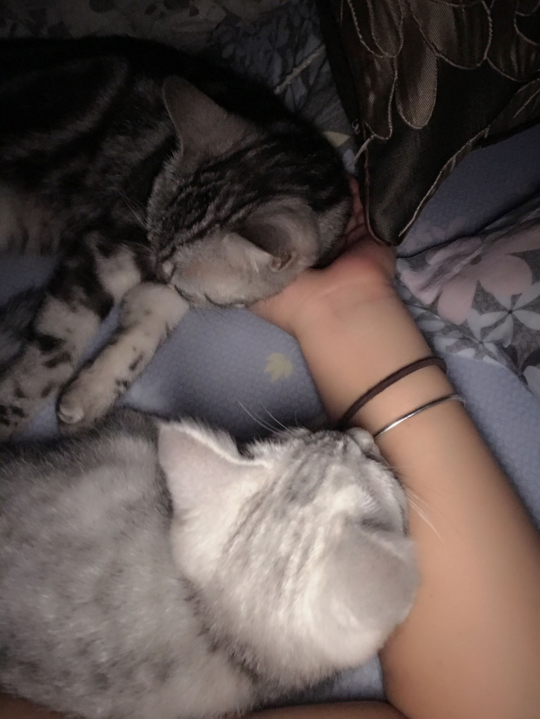 铲屎官你们都怎么养喵？你以为最好养几只喵？