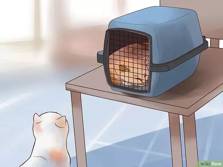 领养的新猫到家后的正确流程,怎么把新猫带回家