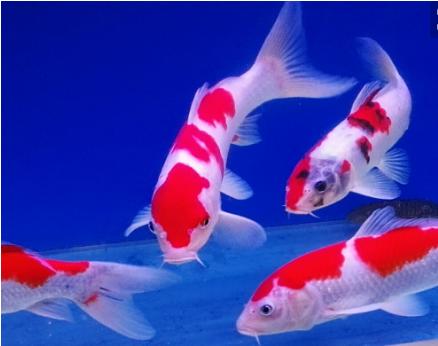 锦鲤鱼怎么养不爱死,黄色锦鲤鱼跟黑色的锦鲤好不好养