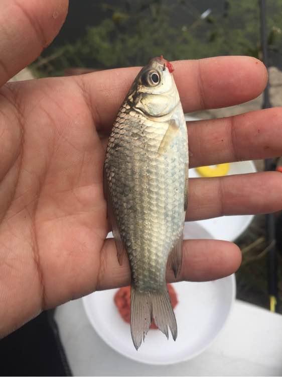 上班绑鱼钩，午休去钓鱼，因为工作耽搁了钓鱼，太不值！