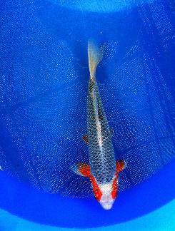 锦鲤鱼怎样挑选品种,锦鲤鱼品种大全大图