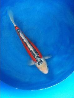 锦鲤鱼怎样挑选品种,锦鲤鱼品种大全大图