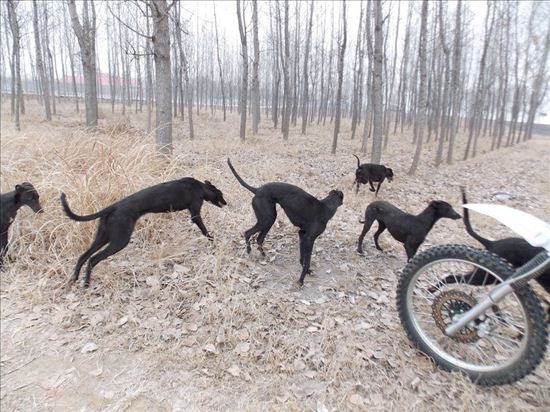 格力犬逮兔子视频大全集播放,怎么训练格力犬咬兔子