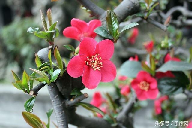 除甲醛最好的绿植都有啥,买这么多绿植除甲醛不知道有用不