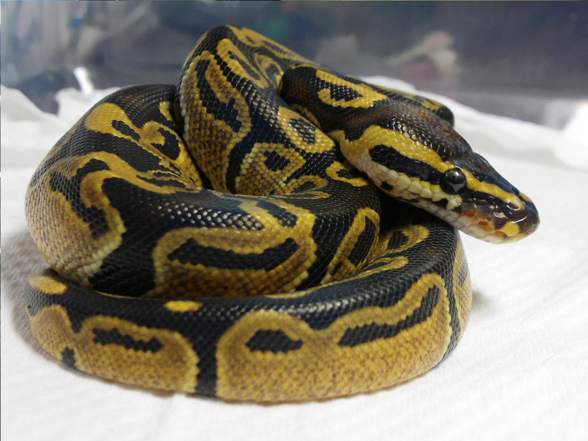 中国农民养500只猪,中国农民养熊