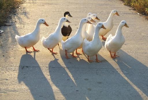 中国农民养500只猪,中国农民养熊