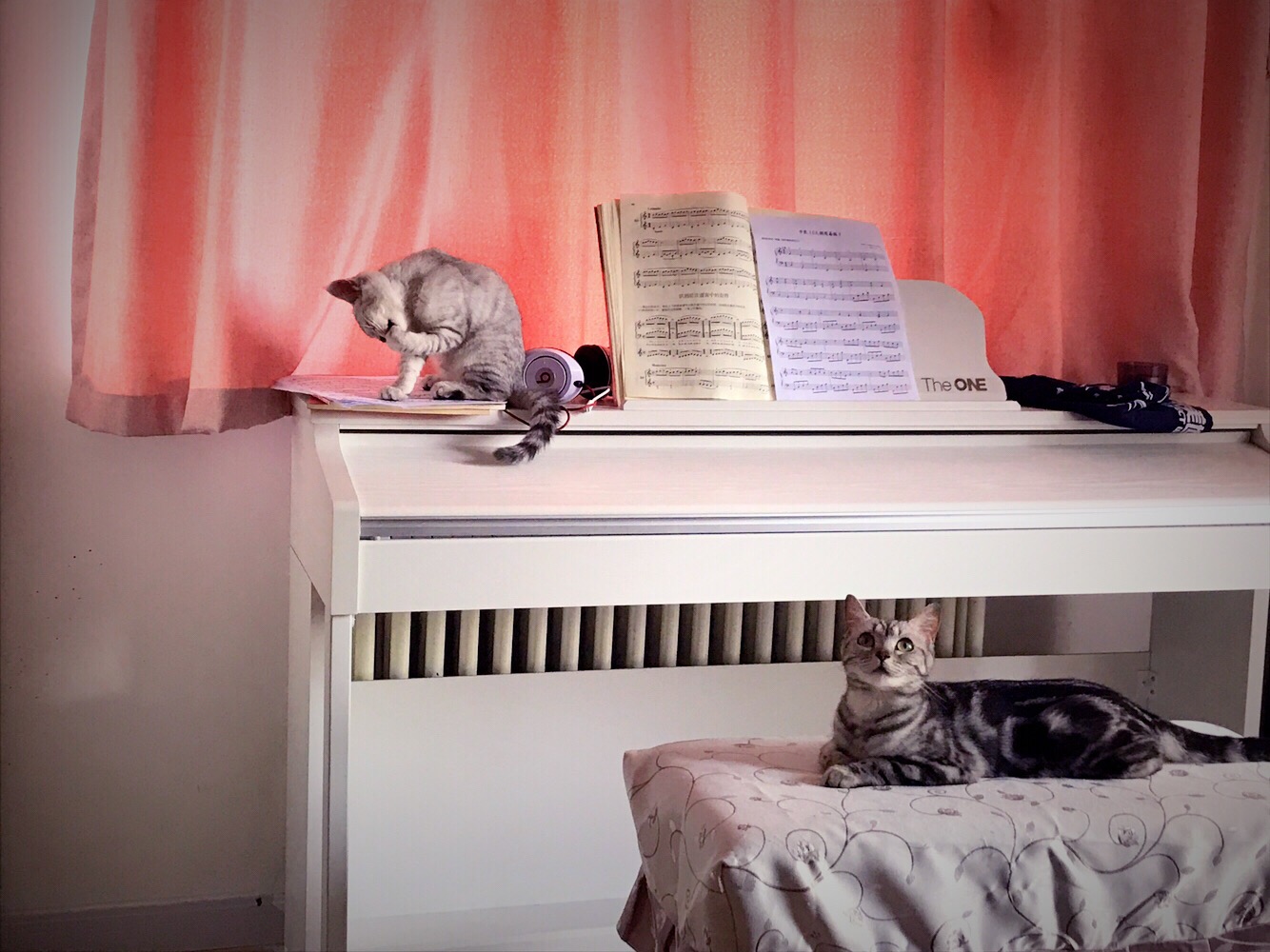 铲屎官你们都怎么养喵？你以为最好养几只喵？