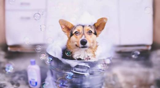 瑞鹏股票行情,瑞鹏盈利模式