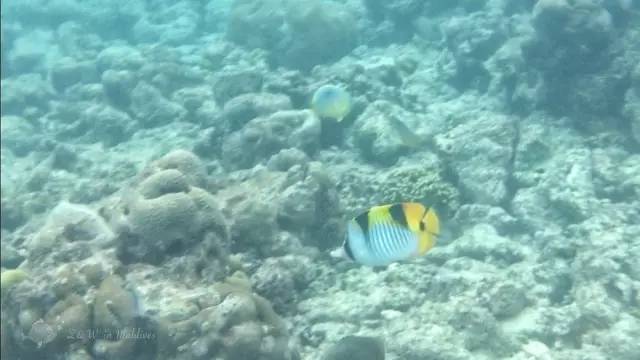 马尔代夫真的值得去吗,去马尔代夫的真实感受