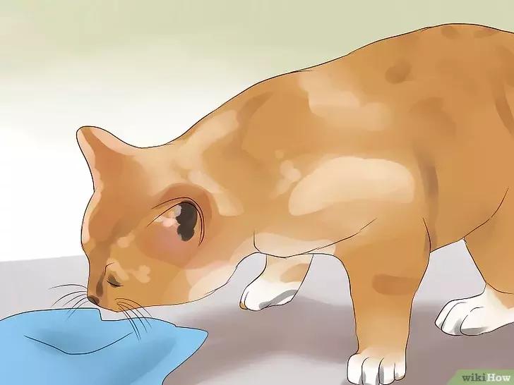 领养的新猫到家后的正确流程,怎么把新猫带回家