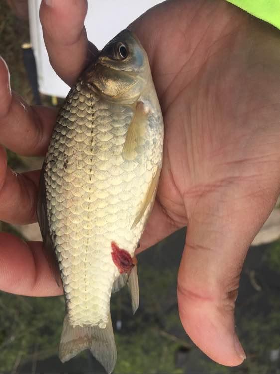 上班绑鱼钩，午休去钓鱼，因为工作耽搁了钓鱼，太不值！