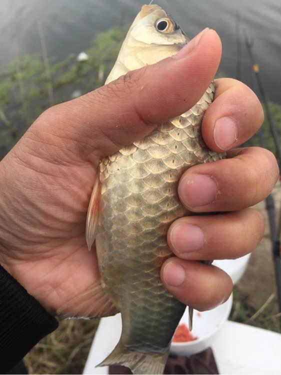 上班绑鱼钩，午休去钓鱼，因为工作耽搁了钓鱼，太不值！