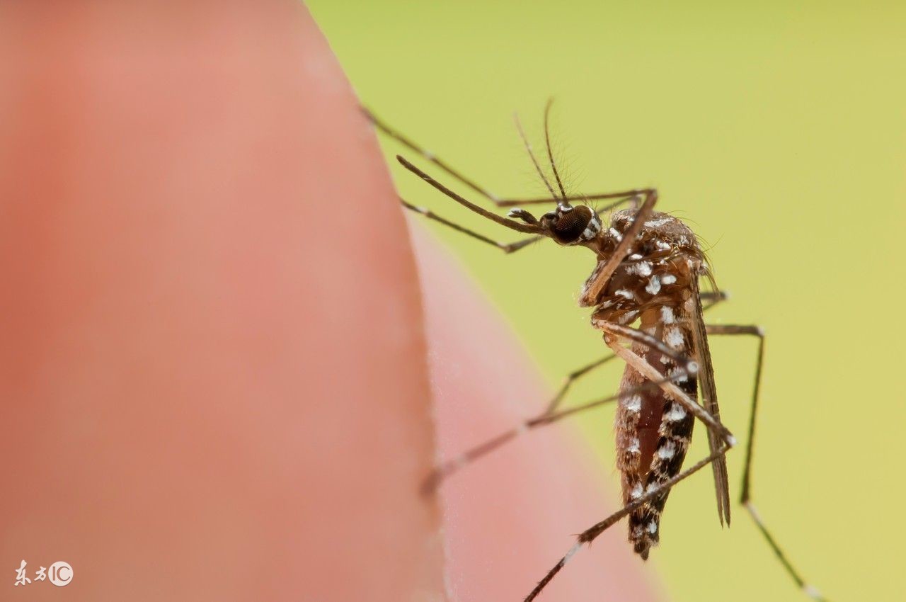 登革热引发惊慌,请收好这份登革热科普知识