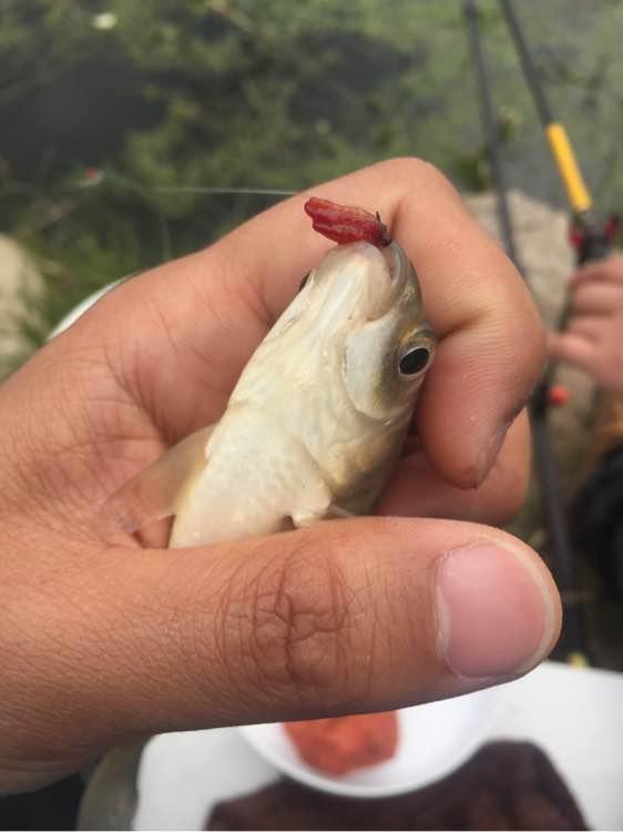 上班绑鱼钩，午休去钓鱼，因为工作耽搁了钓鱼，太不值！