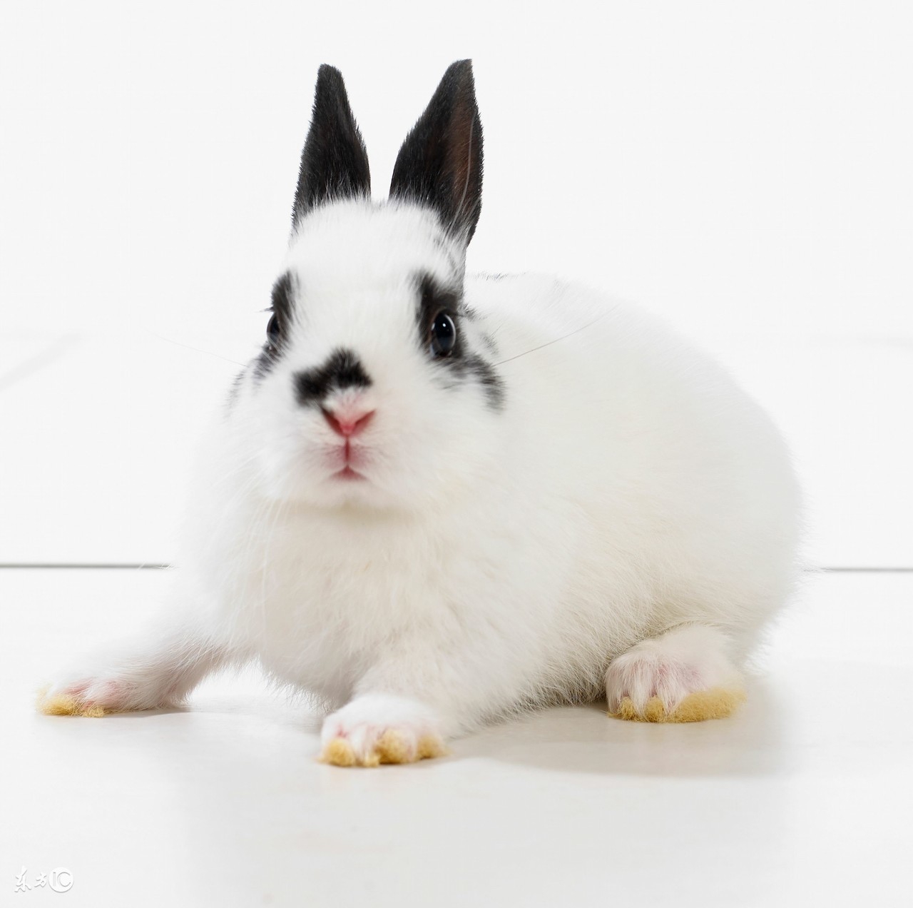 兔子智商比泰迪差多少,宠物兔智商十大排名